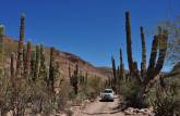A Fiona atravessa o deserto na Sierra de Santa Marta, região de San Ignacio, no deserto Vizcaino (Baja California - México)